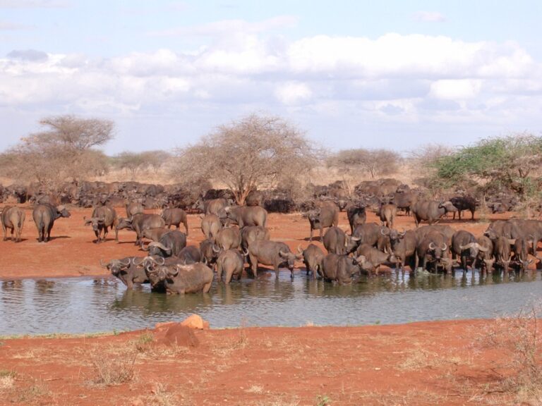 2 Giorni Tsavo Est Safari