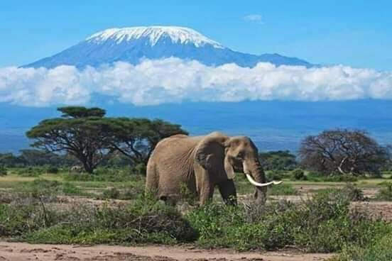 4 giorni safari di Tsavo  Est, West, Amboseli (3notti)
