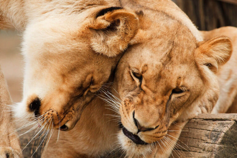 2 giorni safari per l’aireo al masai mara