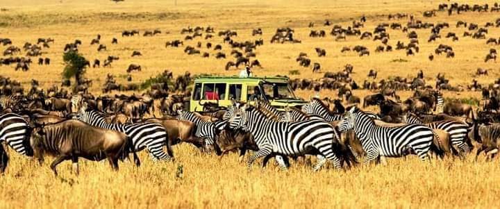 5 giorni safari dall’airporto di Nairobi a masai mara (4 notti)